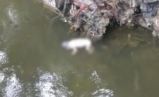 Geger! Warga Panam Pekanbaru Temukan Mayat Bayi Mengapung di Parit Perumahan