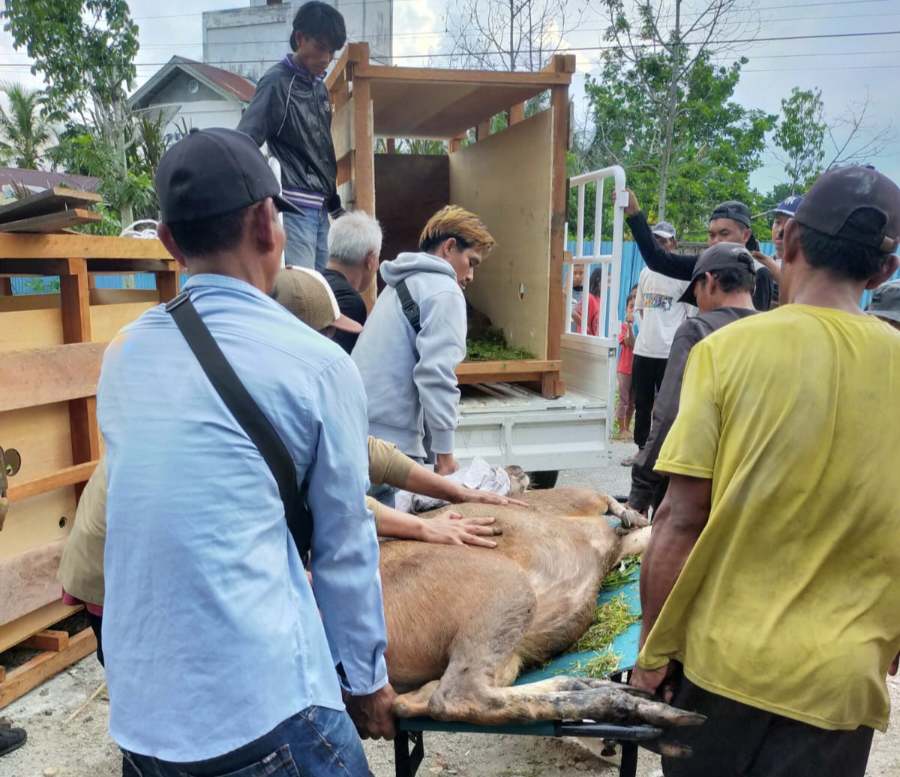 Upaya Restorasi Ekosistem Riau, BBKSDA Lepasliarkan 4 Ekor Rusa Sambar ke Habitatnya