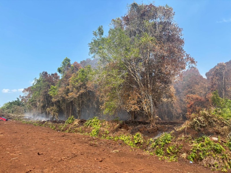 Karhutla 5 Hektare di Bukit Batu, Karyawan BUMD Jadi Tersangka