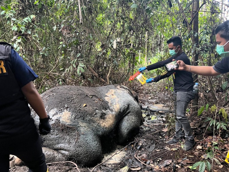 Gajah Ditemukan Mati dengan Kepala Terpotong di Areal Konsesi PT RAPP