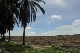 Riau Serap Rp850 Miliar Dana BPDPKS untuk Replanting Sawit Masyarakat