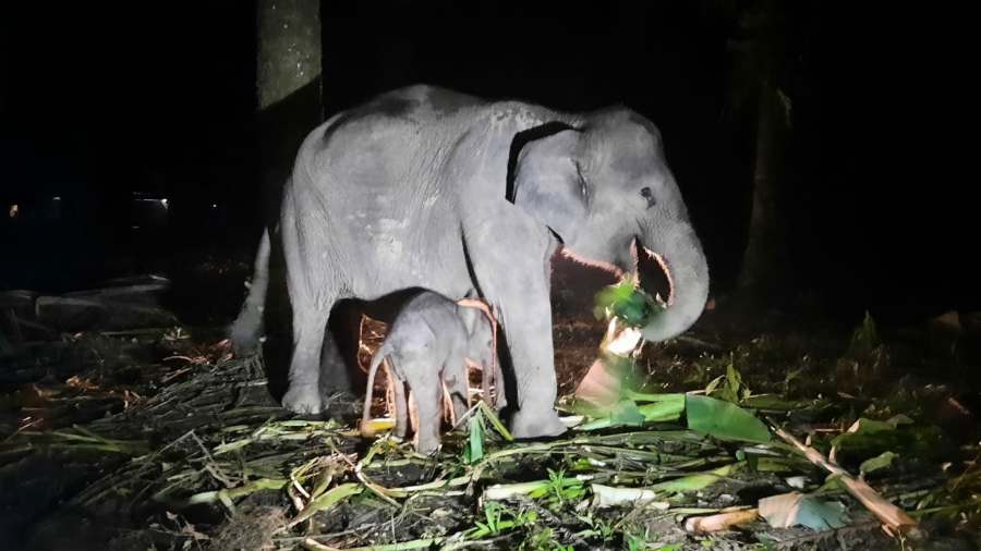 Pernah Terjerat di Kampar, Gajah Fuja Lahirkan Anak di Subanga Riau