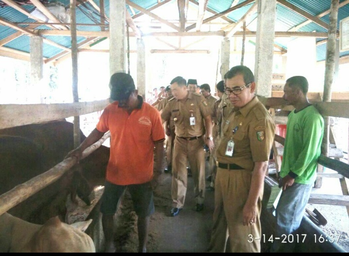 Bupati H.Mursini Dan Wabup H.Halim Tinjau Peternakan Sapi Brahman Cros
