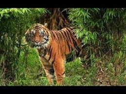 Populasi Harimau Sumatera Tinggal 400 Ekor, 149 ada di Riau