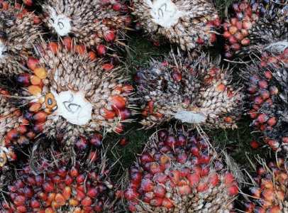 Harga TBS di Riau Naik Rp 150/Kilogram, Ini Daftarnya 