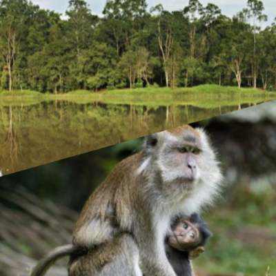Komitmen PHR Menjaga Keanekaragaman Hayati di Hutan Rumbai, Terus Berikhtiar  Mewarisi Alam yang Lestari