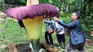 Mekarnya Bunga Bangkai di Kebun Raya Bogor Tinggal Menghitung Hari