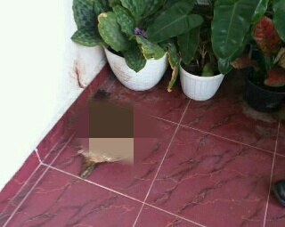 Satu Lagi Pelaku Teror di Rumah Jaksa Ditangkap Polisi