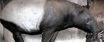 BBKSDA Riau Evakuasi Tapir Terjebak Galian