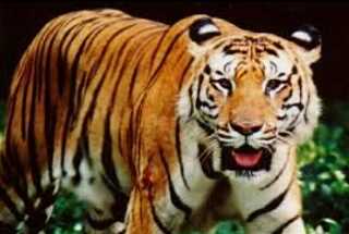 Wah, Polisi & BKSDA Adu Nyali Dengan Harimau, Siapa yang Duluan Kabur? 