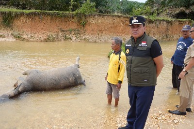 Penyakit Ternak Ngorok Mudah Menular, Suhardiman Ingatkan Peternak Bagian Hilir Sungai Kukok Waspada