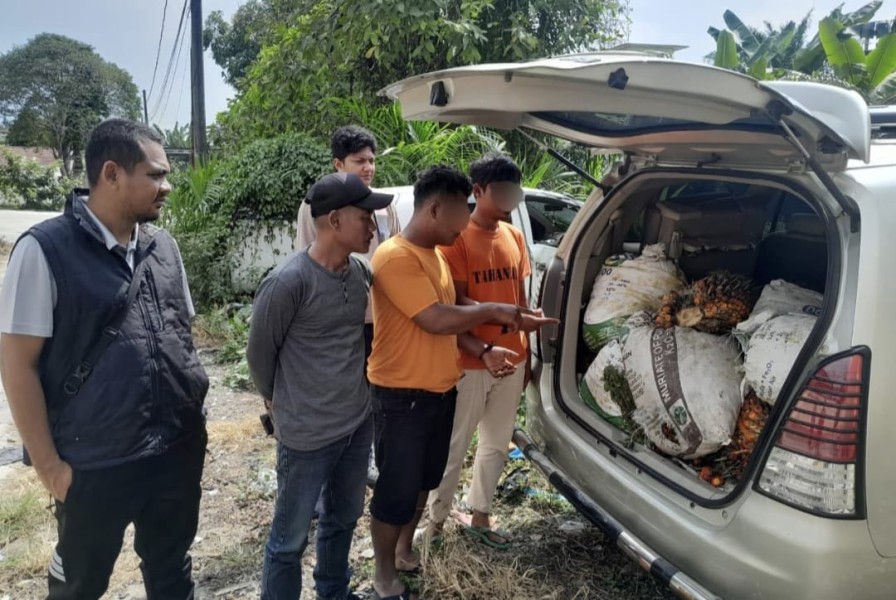 Gondol 12 Tandan Sawit, Dua Pria di Tualang Diciduk Polisi