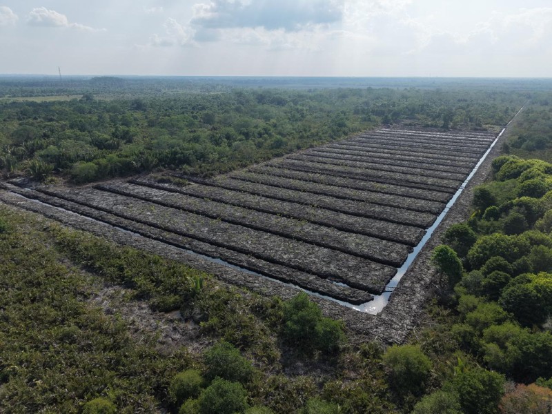 Polda Riau Selidiki Dugaan Perambahan 100 Hektare Mangrove di Rohil