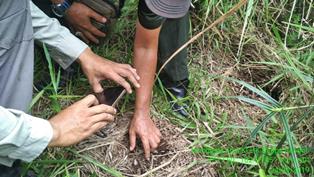 Manggala Agni Inhu Temukan Talapak Kaki Si Raja Rimba di Lokasi Karhutla 