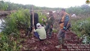BBKSDA Riau Pasang Lima Kamera Trap, Pantau Harimau Sumatera yang Menewaskan Warga Pelangiran Inhil
