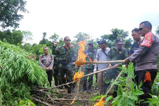 BNN Temukan Ladang Ganja di Wilayah Aceh Besar, 13 Ribu Batang Berhasil Dibabat
