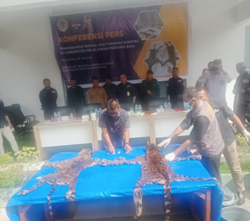Hendak Jual  Kulit Harimau Sumatera, Pria Asal Jambi dan Riau Berhasil Diamankan