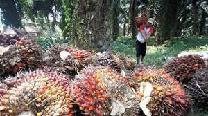 Pekan Ini Harga CPO Naik Tipis, Akankah Kembali Melemah pada Pekan Depan?