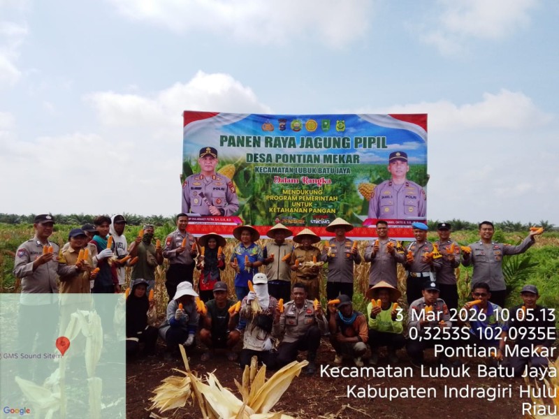 Kapolsek LBJ Inhu Panen Jagung Pipil di Bulan Ramadhan, Hasilnya 12 Ton