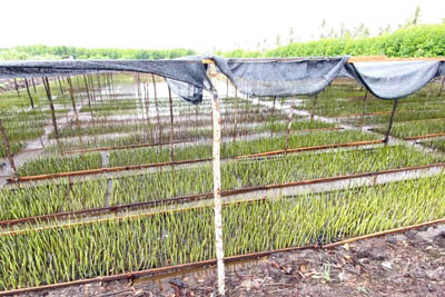 KKP Bangun Ekonomi Kelompok Pengelola Mangrove di Bengkalis 