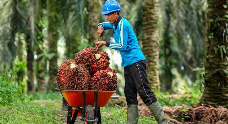 Harga TBS Sawit Mitra Swadaya Turun Pekan Ini, Berikut Rinciannya