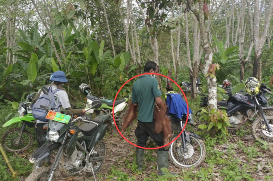 Anak Orangutan Ditinggal Induknya, Lemah Sendirian di Kebun Warga