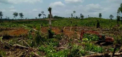  Dewan Kuansing Kesal dengan Perambahan Hutan Lindung di Desa Air Buluh dan Bukit Tabandang