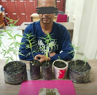 DH Akhirnya Ditangkap Polres Siak, Akui Tanaman Ganja Miliknya 