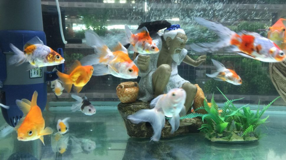 Ditinggal Mudik, Ini 4 Tips Merawat Ikan Peliharaan Bagi Pencinta Ikan Hias