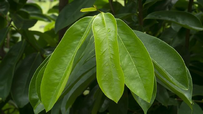 Ternyata Ini 6 Manfaat Mengejutkan Minum Air Rebusan Daun Sirsak