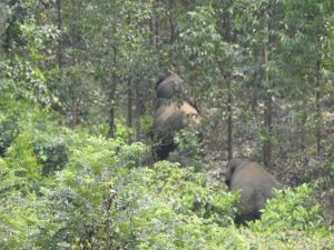 Kawanan Gajah Liar di Kuansing Masuk ke Perkebunan Warga