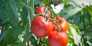 Ini Ternyata 5 Manfaat Tomat untuk Kesehatan Tubuh   