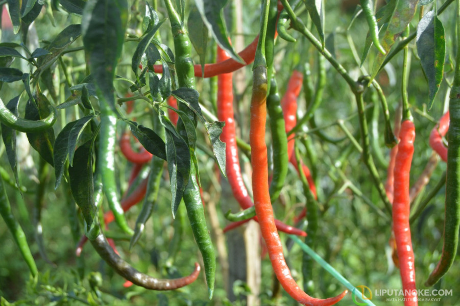 Harga Sembako Melambung Usai Pemilu 2024, Pemprov Riau Segera Gelar Pasar Murah