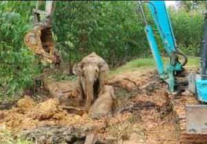 Anak Gajah Terperosok di Kawasan HTI Arara Abadi, Usai Diselamatkan Seruni Tatap Tim Penyelamat