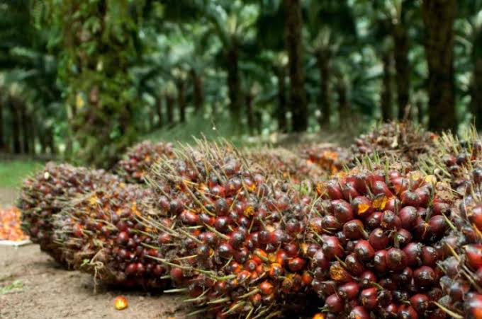 Harga TBS Mitra Swadaya Alami Kenaikan Tertinggi Sepekan Kedepan Menjadi Rp2.921,79/Kg