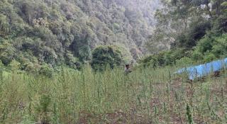 Ladang Ganja Seluas Lima Hektar Ditemukan di Madina, Petugas Lima Jam Berjalan Kaki