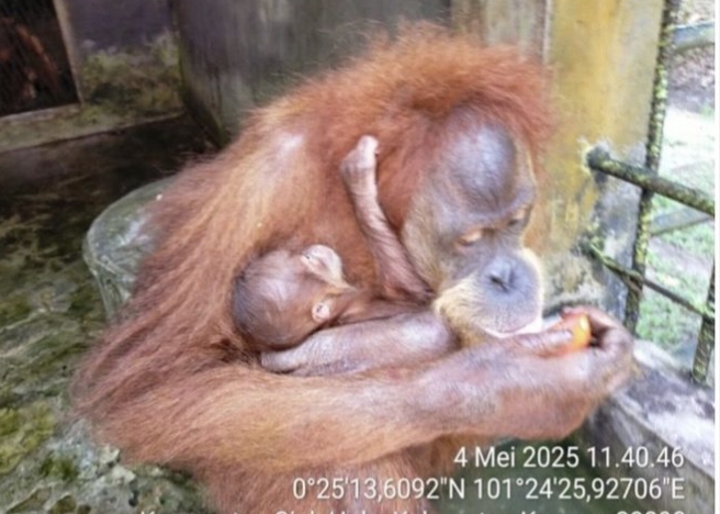 Kabar Gembira dari Kasang Kulim: Bayi Orangutan Lahir, Diberi Nama Ade oleh Menteri Kehutanan