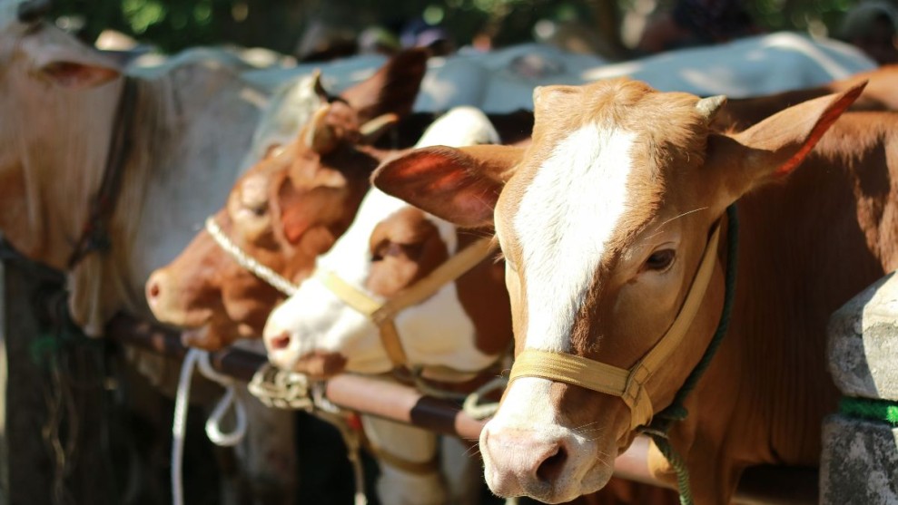 Ratusan Ternak di Riau pada 2025 Terpapar Penyakit Mulut dan Kuku, Terbanyak di Inhu