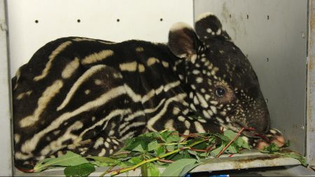 Terperosok Lalu Ditinggalkan Induk, Anak Tapir Lucu Diselamatkan Warga
