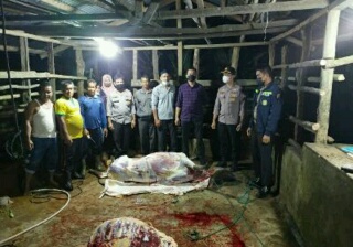 Tim Terpadu Pemprov Riau Lakukan WASDAL Pemotongan Hewan Betina Produktif Di TPH