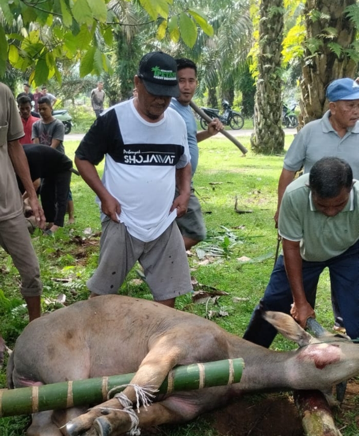 'Qurban Tak Semahal Rokok Mu Paak', Refleksi Qurban Alumni Angkatan 2001 MAN Teluk Kuantan