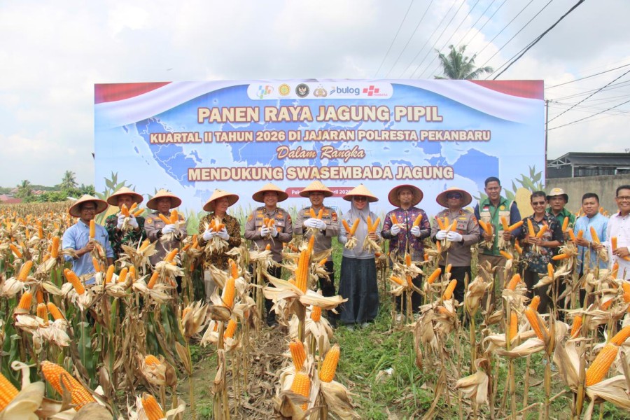 Polsek Kulim Panen Raya Jagung, Perkuat Swasembada Pangan di Pekanbaru