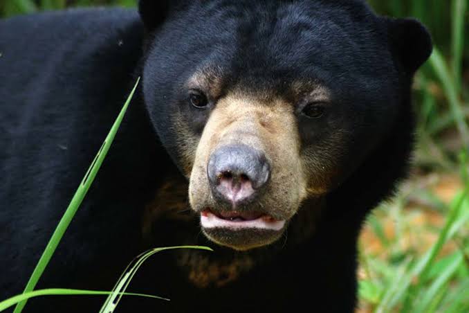 Tegang! Personil Polres Inhu Lindungi Warga dari Amukan Beruang Madu