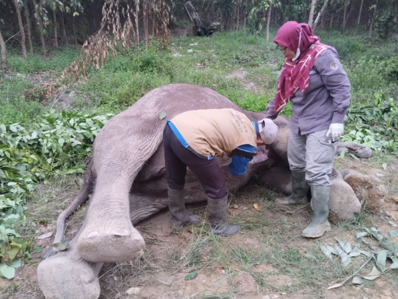 Karyawan Perusahaan Temukan Bangkai Gajah di Pelalawan, Diduga Tewas Akibat Racun Gula Merah