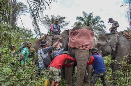 Antisipasi Interaksi Negatif, BBKSDA Riau Pantau Pergerakan Tiga Gajah Liar dengan GPS