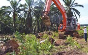  Peremajaan Kebun Sawit Rakyat, Riau Dapat Dana Rp720 Juta