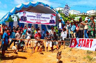 Bhayangkara ke 76, Polres Inhu Adakan Lomba Buru Babi