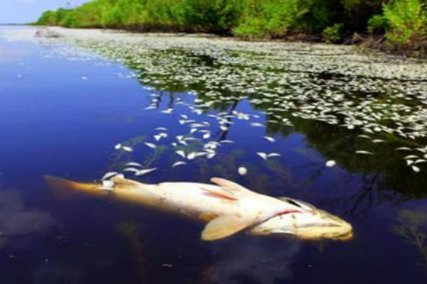 Ikan Mati Bergelimpangan di Aliran Sungai Siak, Limbah Perusahaan Diduga Jadi Penyebab
