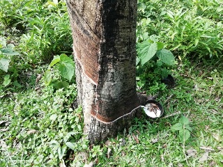 Harga Karet Murah, Petani Kian Menjerit