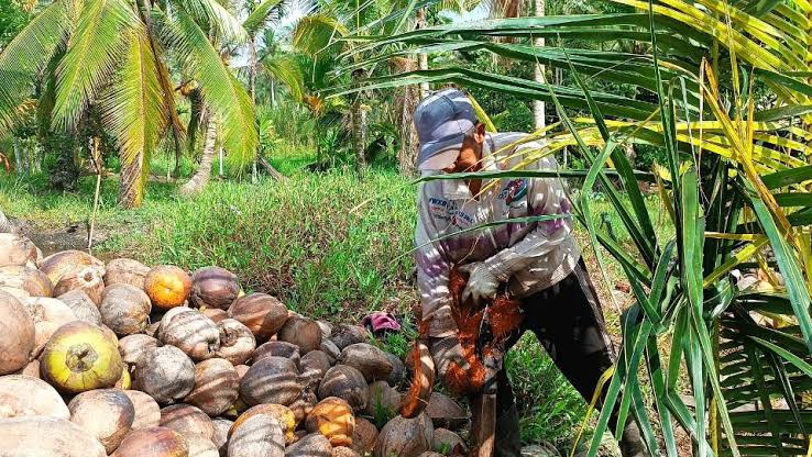 Harga Komoditas Perkebunan di Provinsi Riau: Bokar Stabil, Kelapa Naik, Kopra Turun
